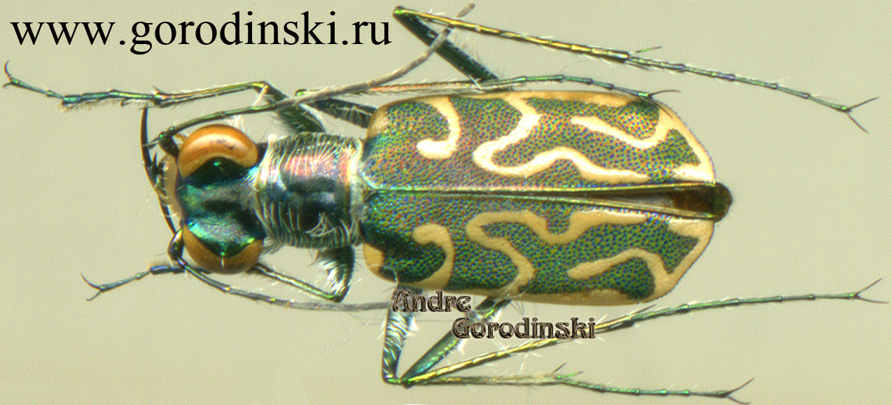 http://www.gorodinski.ru/cicindela/Cylindera venosa.jpg